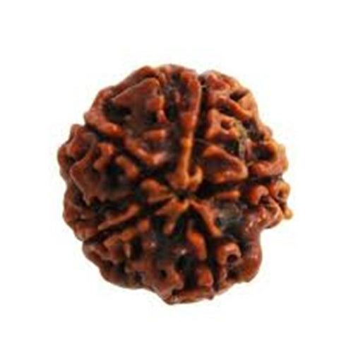 Pancha Mukhi Rudrakshaa